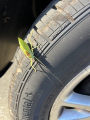 Pterophylla camellifolia