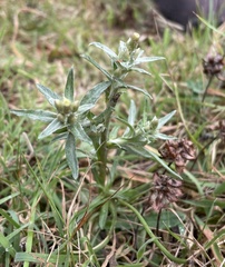 Omalotheca sylvatica