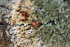 Ditangium cerasi