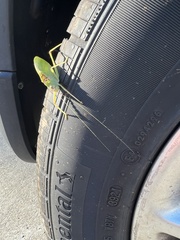 Pterophylla camellifolia