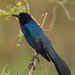 Florida Boat-tailed Grackle - Photo (c) Greg Lasley, some rights reserved (CC BY-NC), uploaded by Greg Lasley