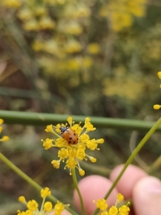 Hippodamia variegata
