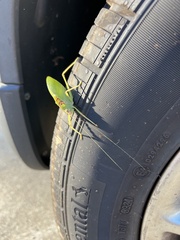 Pterophylla camellifolia