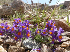 Linaria alpina