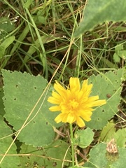 Hieracium lachenalii