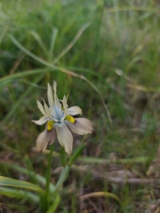 Moraea vegeta