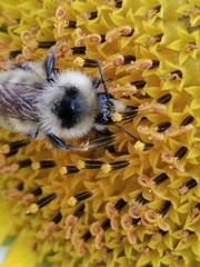 Bombus veteranus