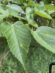 Ulmus rubra