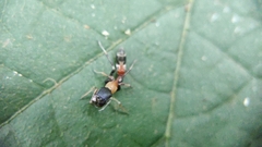 Myrmarachne melanocephala