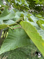 Ulmus rubra