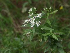 Doellingeria umbellata