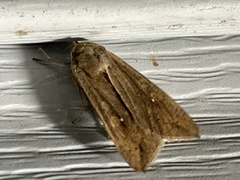 Mythimna unipuncta