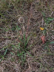 Scorzoneroides autumnalis