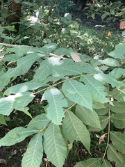 Carya illinoinensis