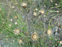 Centaurea stoebe