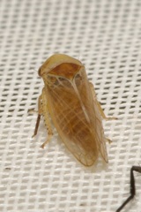 Macropsis