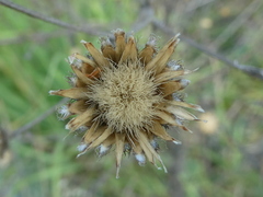 Centaurea stoebe