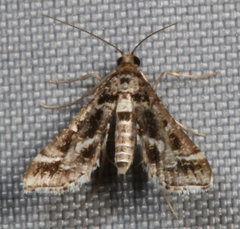 Diasemiopsis leodocusalis