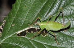 Leptophyes punctatissima