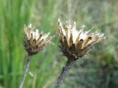 Centaurea stoebe