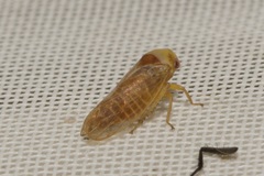 Macropsis