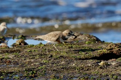 Charadrius bicinctus