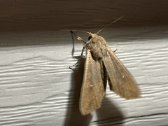 Mythimna unipuncta