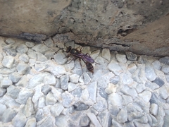 Sceliphron curvatum