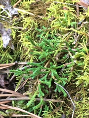 Selaginella sanguinolenta