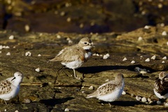 Charadrius bicinctus