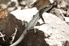 Podarcis liolepis