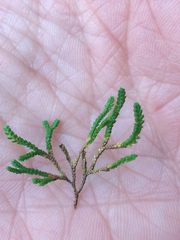 Selaginella sanguinolenta