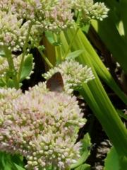 Lycaena phlaeas hypophlaeas
