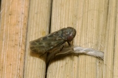 Deltocephalus pulicaris