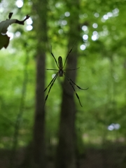 Trichonephila clavata