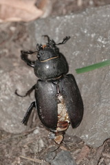 Lucanus cervus