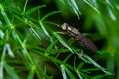 Merosargus