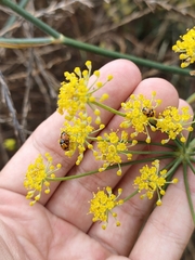Hippodamia variegata