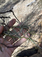 Loranthaceae