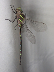 Aeshna umbrosa