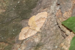 Camptogramma bilineata