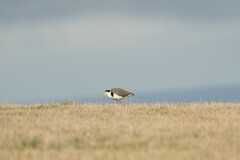 Vanellus miles novaehollandiae