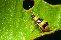 Diabroticina