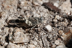 Oedipoda germanica