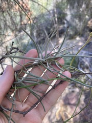 Loranthaceae