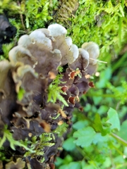 Peltigera praetextata