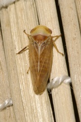 Macropsis