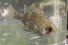 Ambloplites rupestris