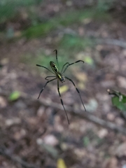 Trichonephila clavata