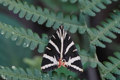 Euplagia quadripunctaria